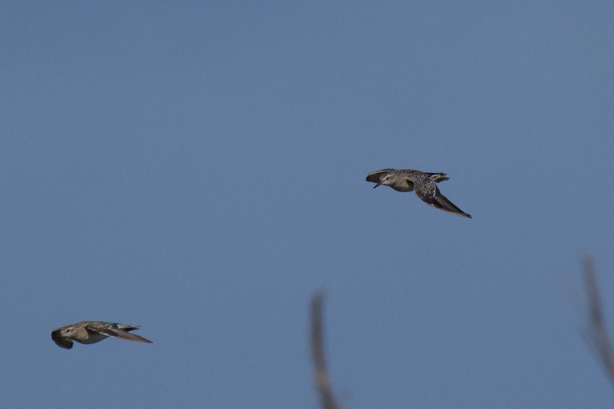 Sharp-tailed Sandpiper - ML646378023