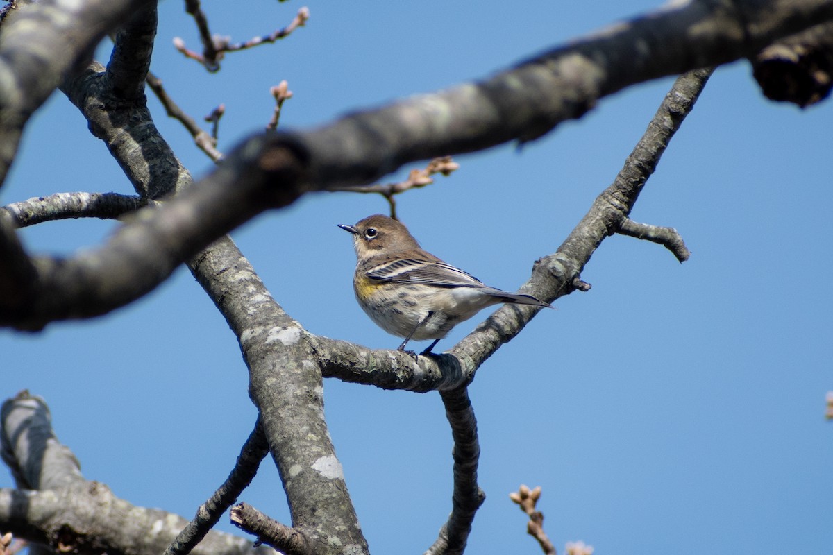 Yellow-rumped Warbler (Myrtle) - ML646378024