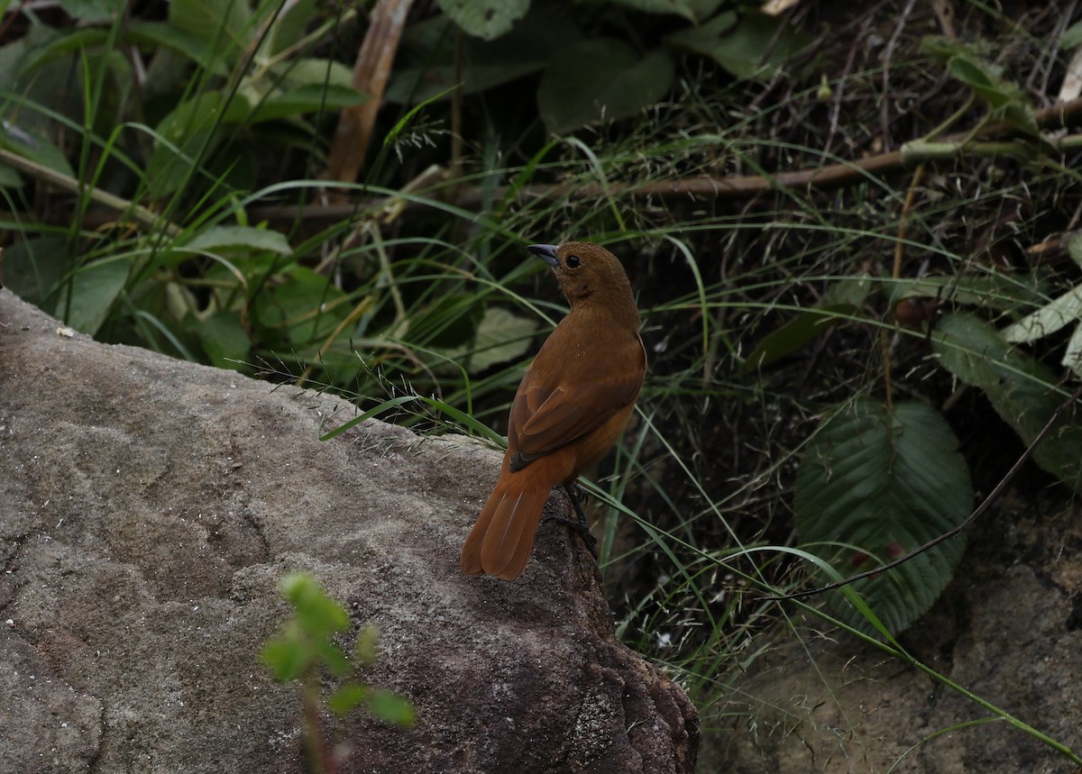 White-lined Tanager - ML646378025