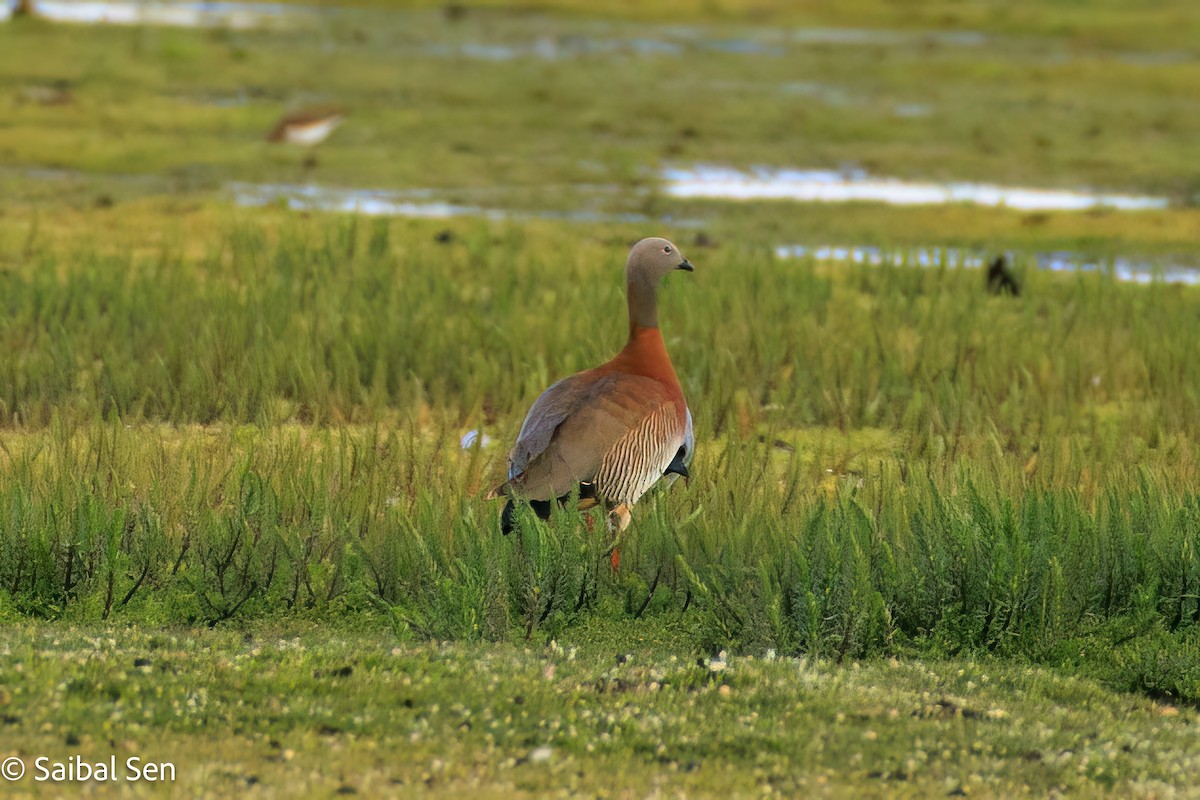 Ashy-headed Goose - ML646378026