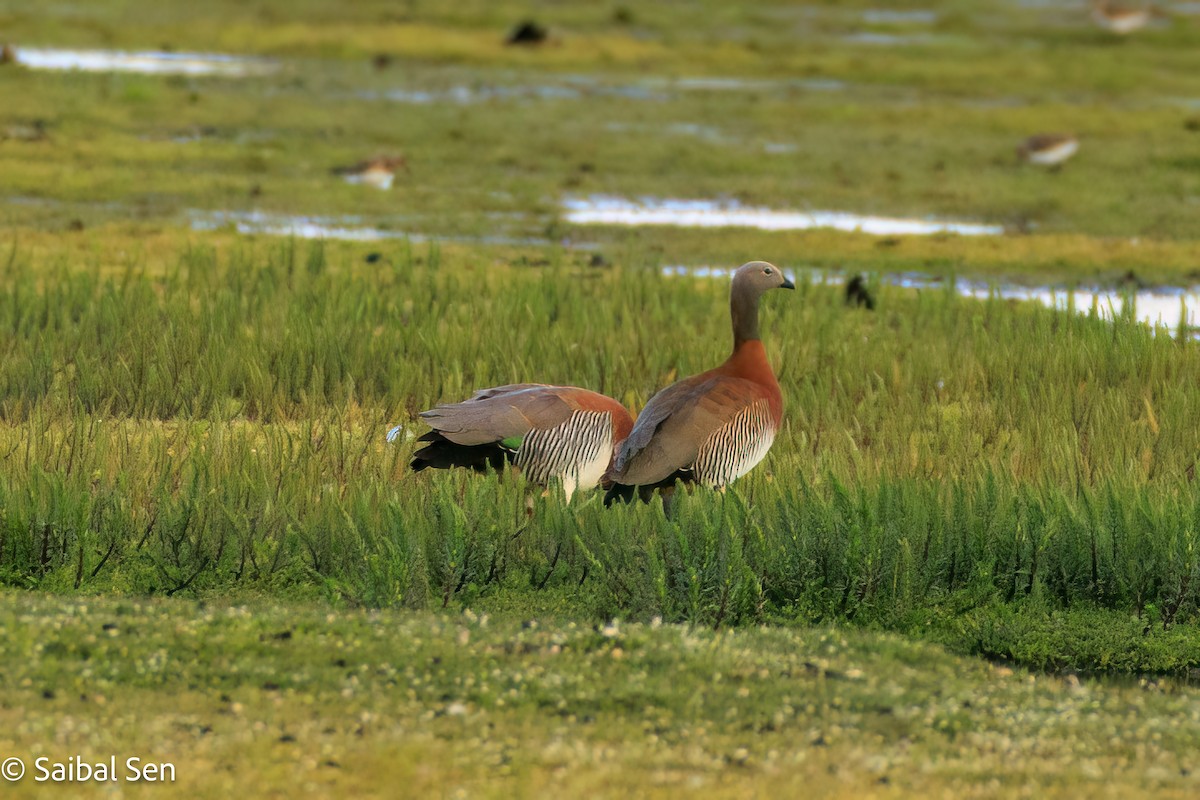 Ashy-headed Goose - ML646378027