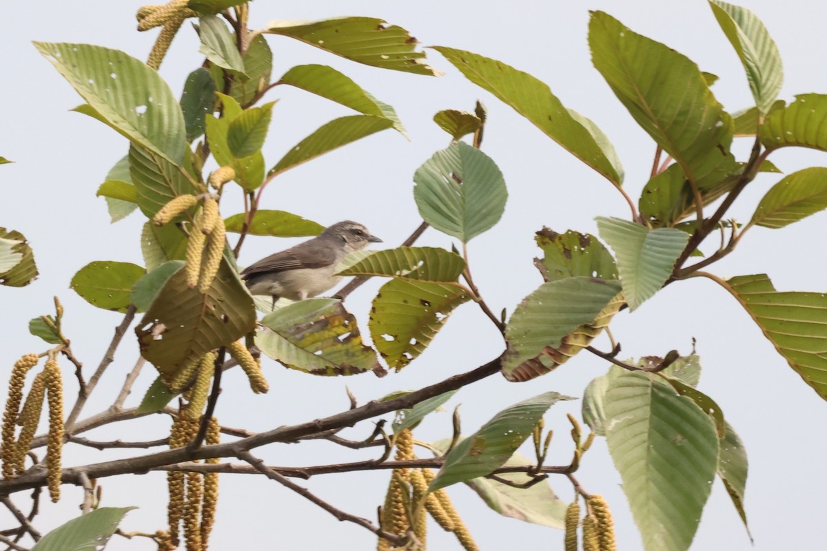 Superciliaried Hemispingus - ML646378029