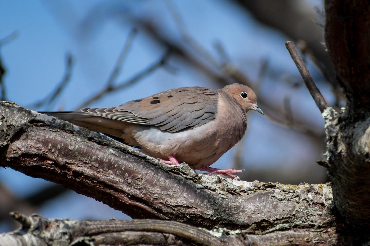 Mourning Dove - ML646378031