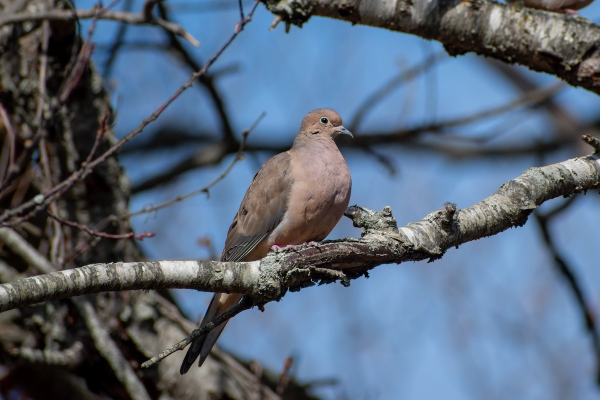 Mourning Dove - ML646378032