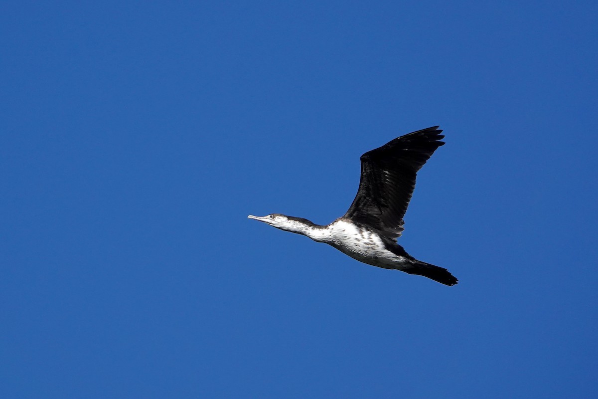 マミジロウ - ML646378034