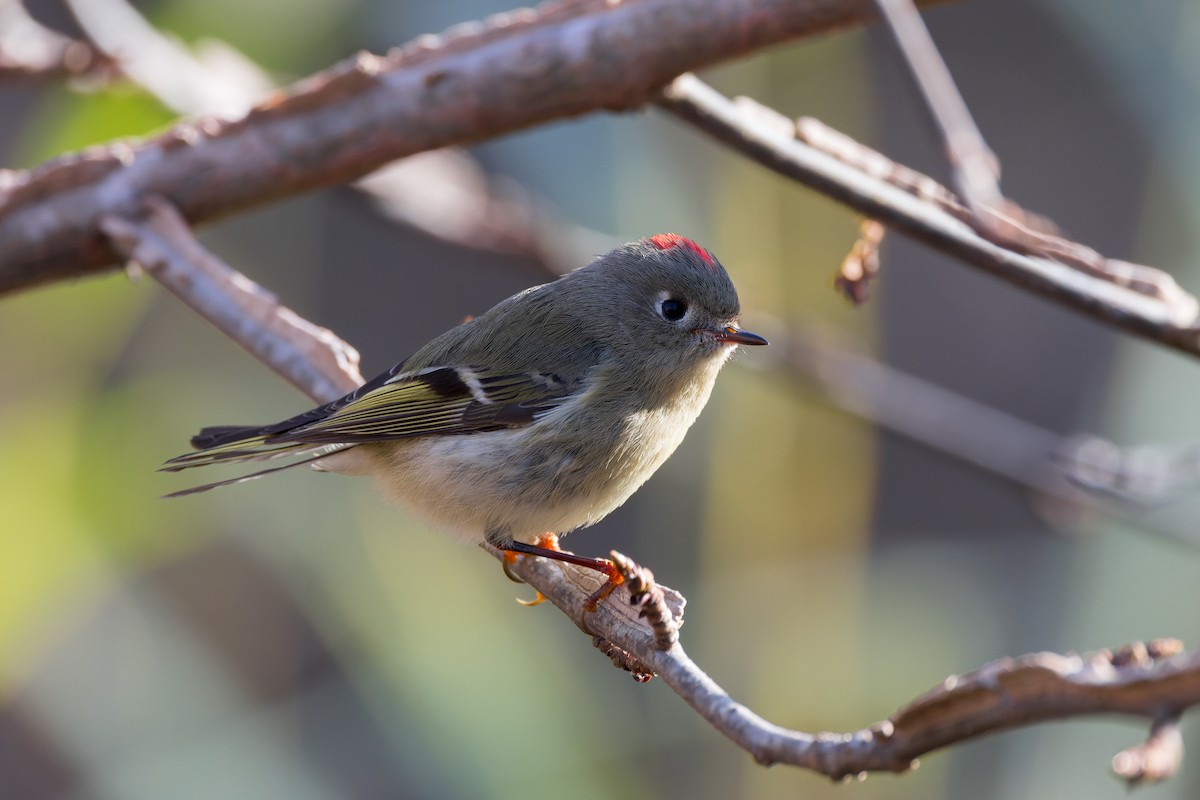 králíček americký - ML646378036