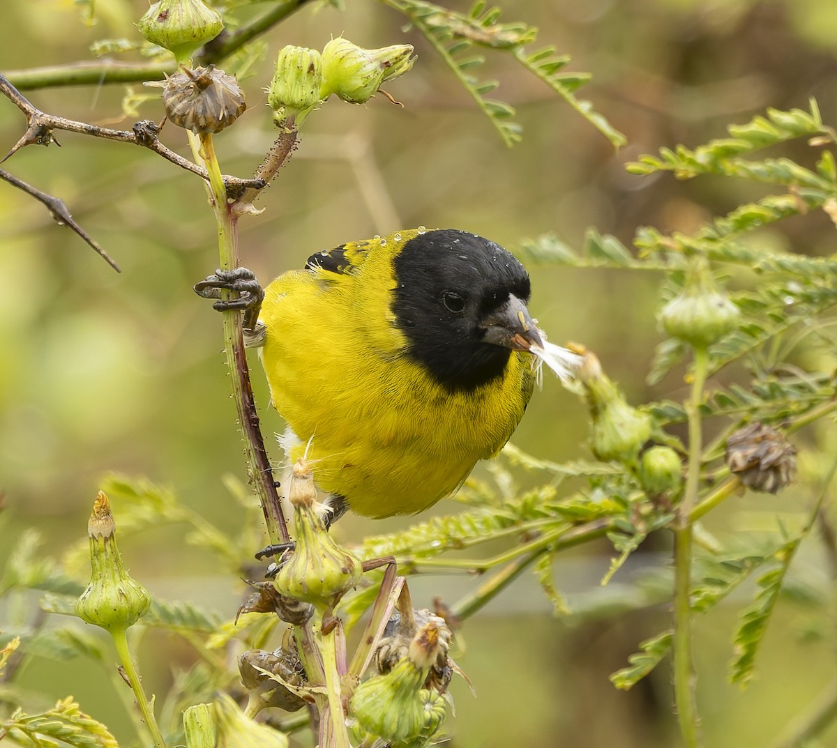 Hooded Siskin - ML646378039