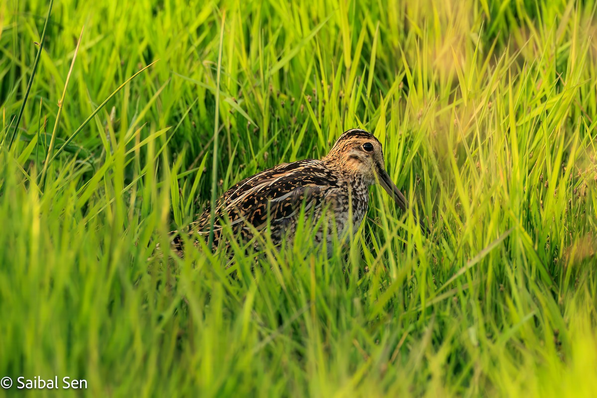 Magellanic Snipe - ML646378040