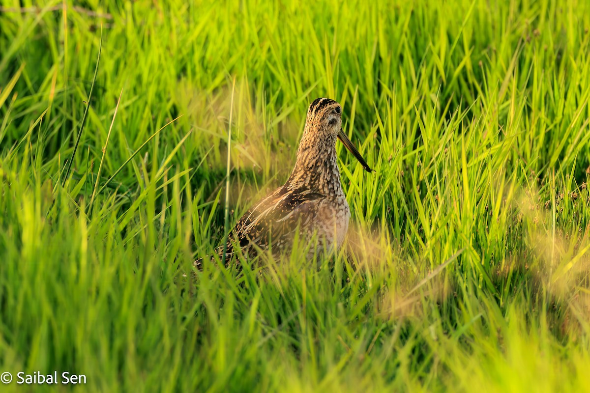 Magellanic Snipe - ML646378041