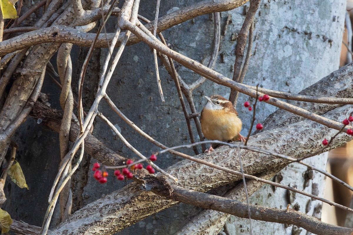 Carolina Wren - ML646378042