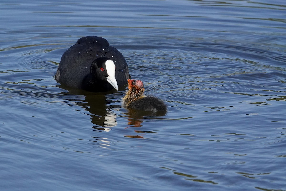 オオバン - ML646378044