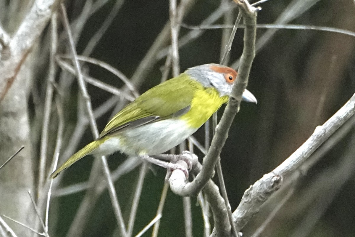 Rufous-browed Peppershrike (Northern) - ML646378045