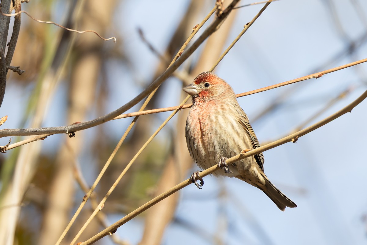 hýl rudoprsý - ML646378046