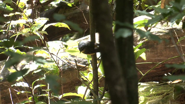 Eastern Yellow Robin - ML646378047