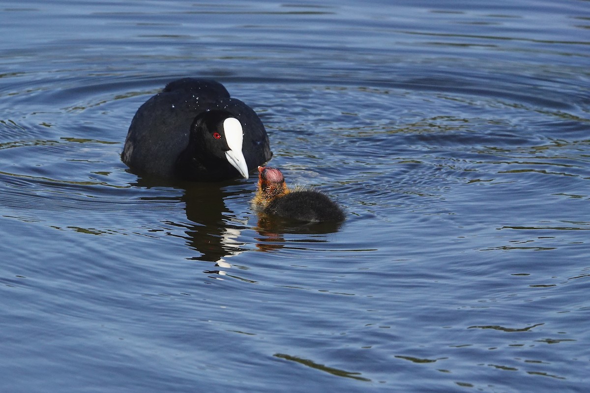 オオバン - ML646378048