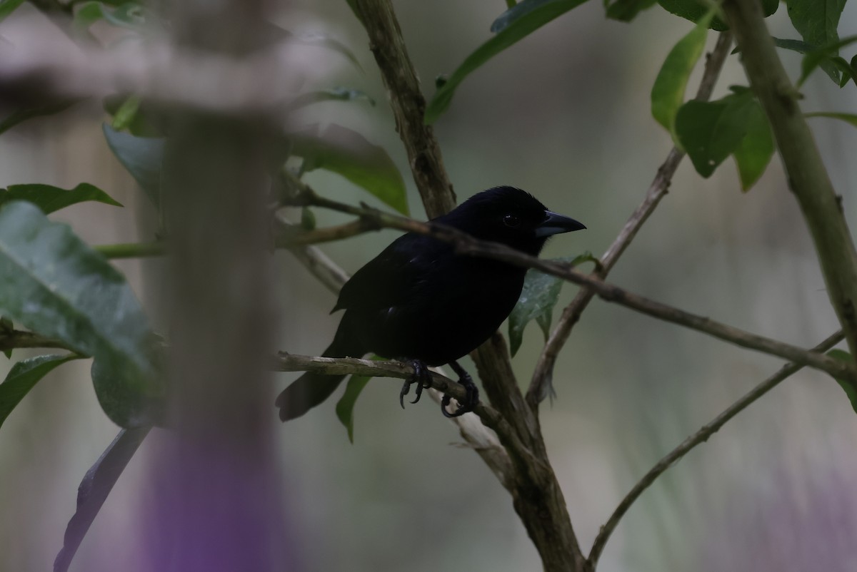 White-lined Tanager - ML646378049