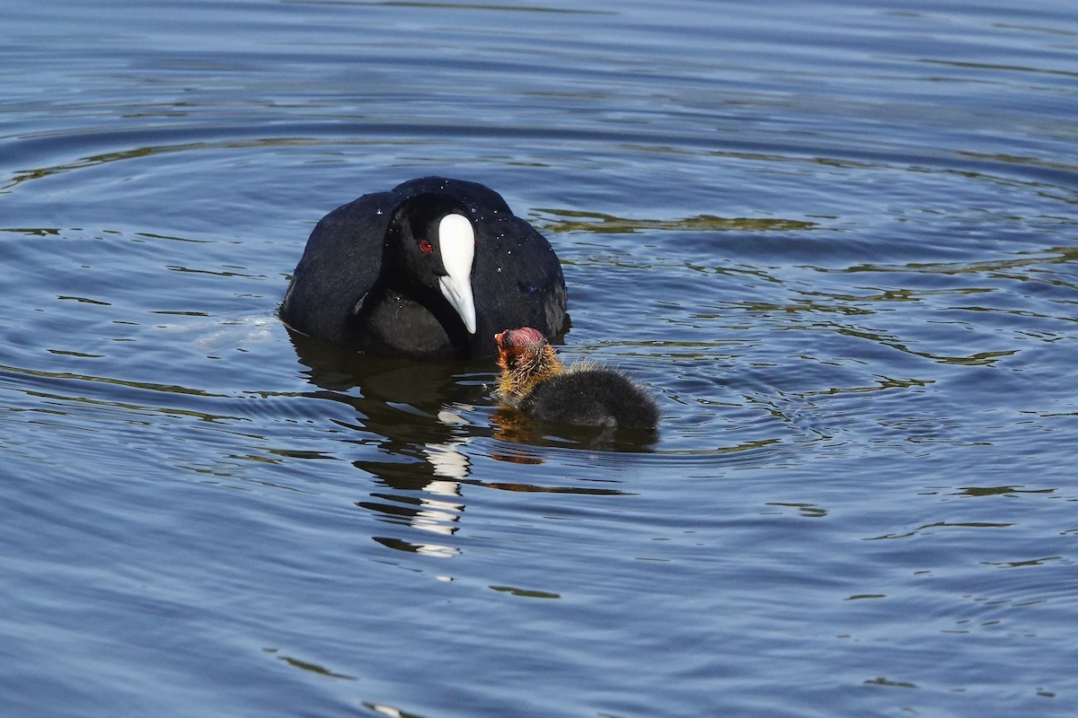 オオバン - ML646378050