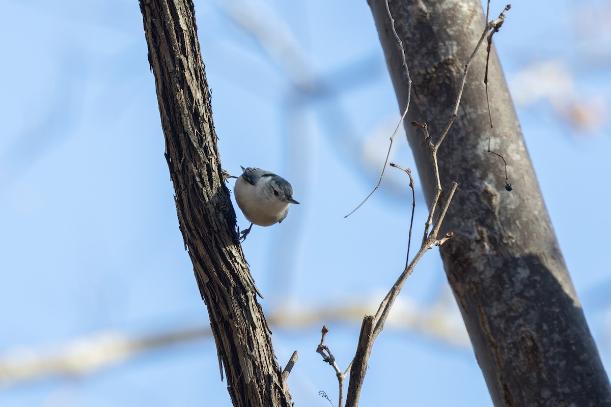 Sittelle à poitrine blanche - ML646378051