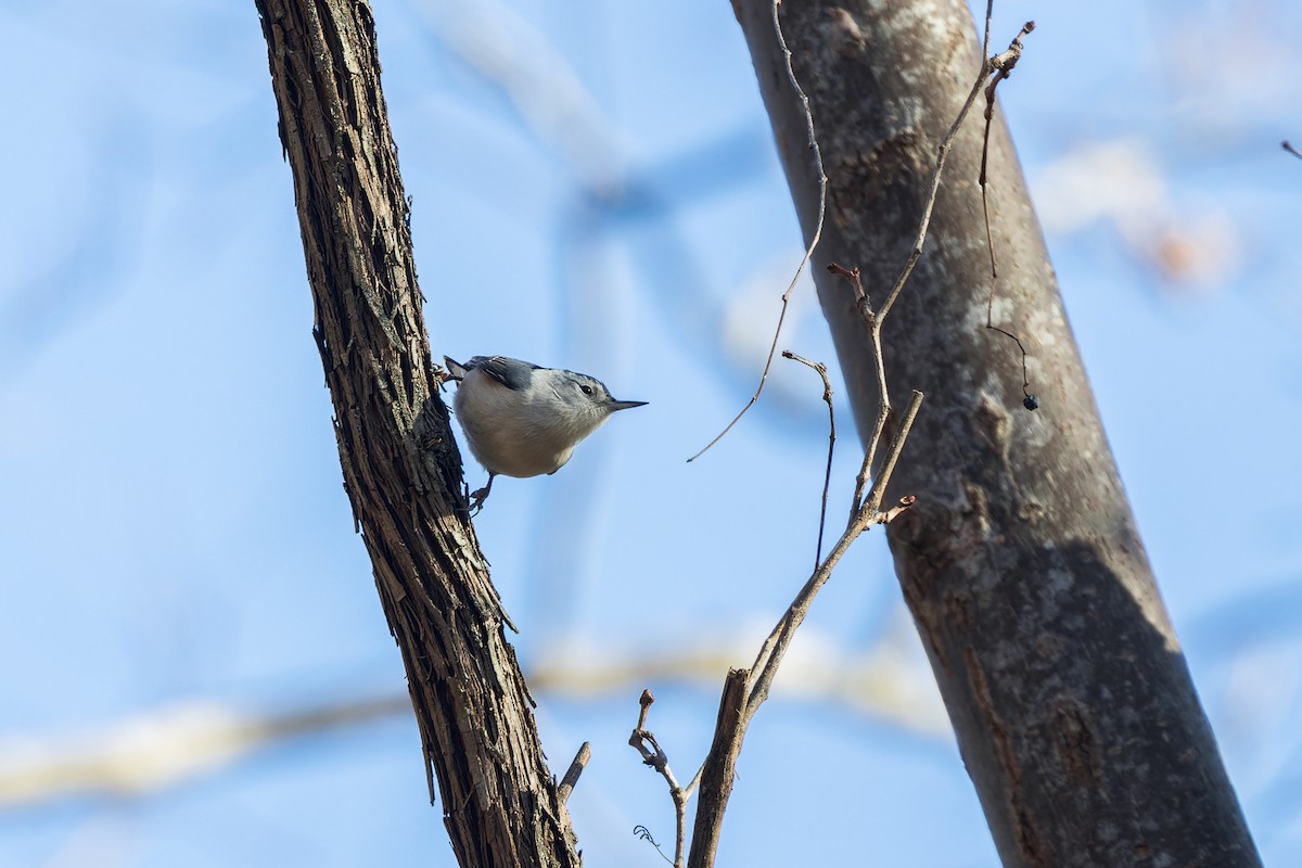 Sittelle à poitrine blanche - ML646378052