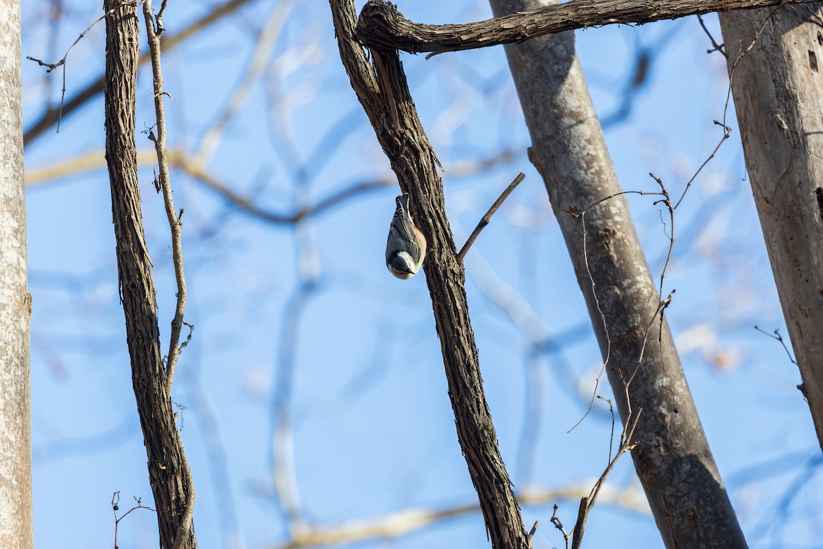 Sittelle à poitrine blanche - ML646378053