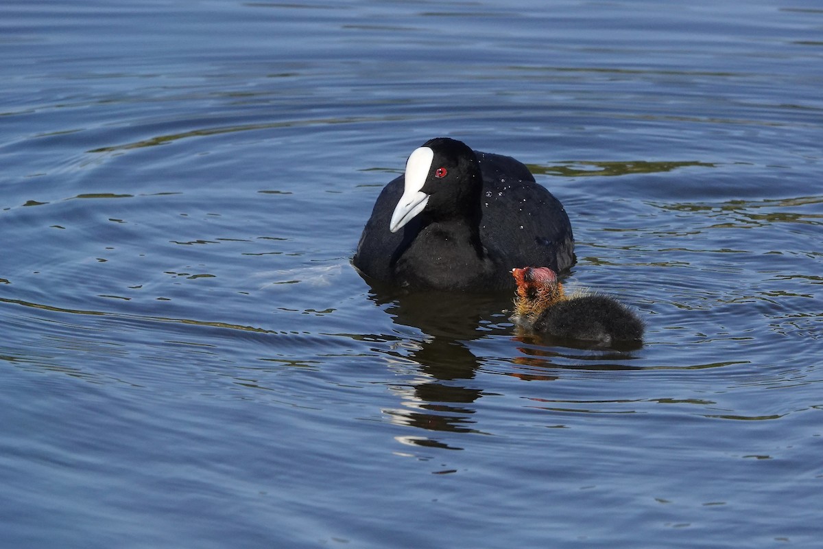 オオバン - ML646378054