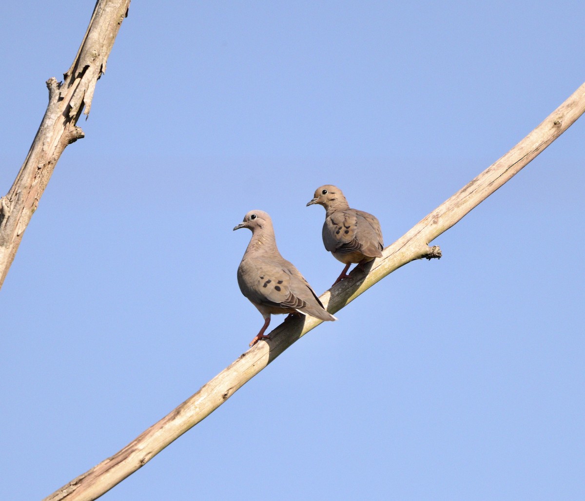 Зенаїда південна - ML646378055