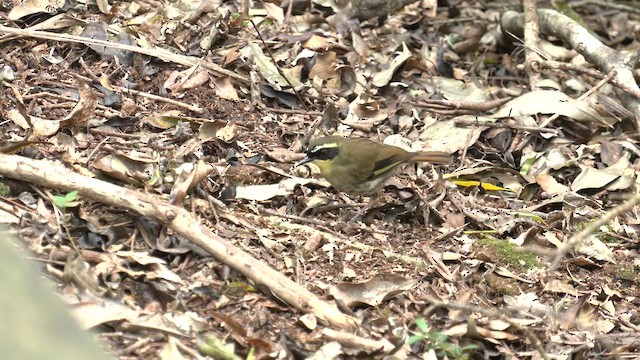 Yellow-throated Scrubwren - ML646378056