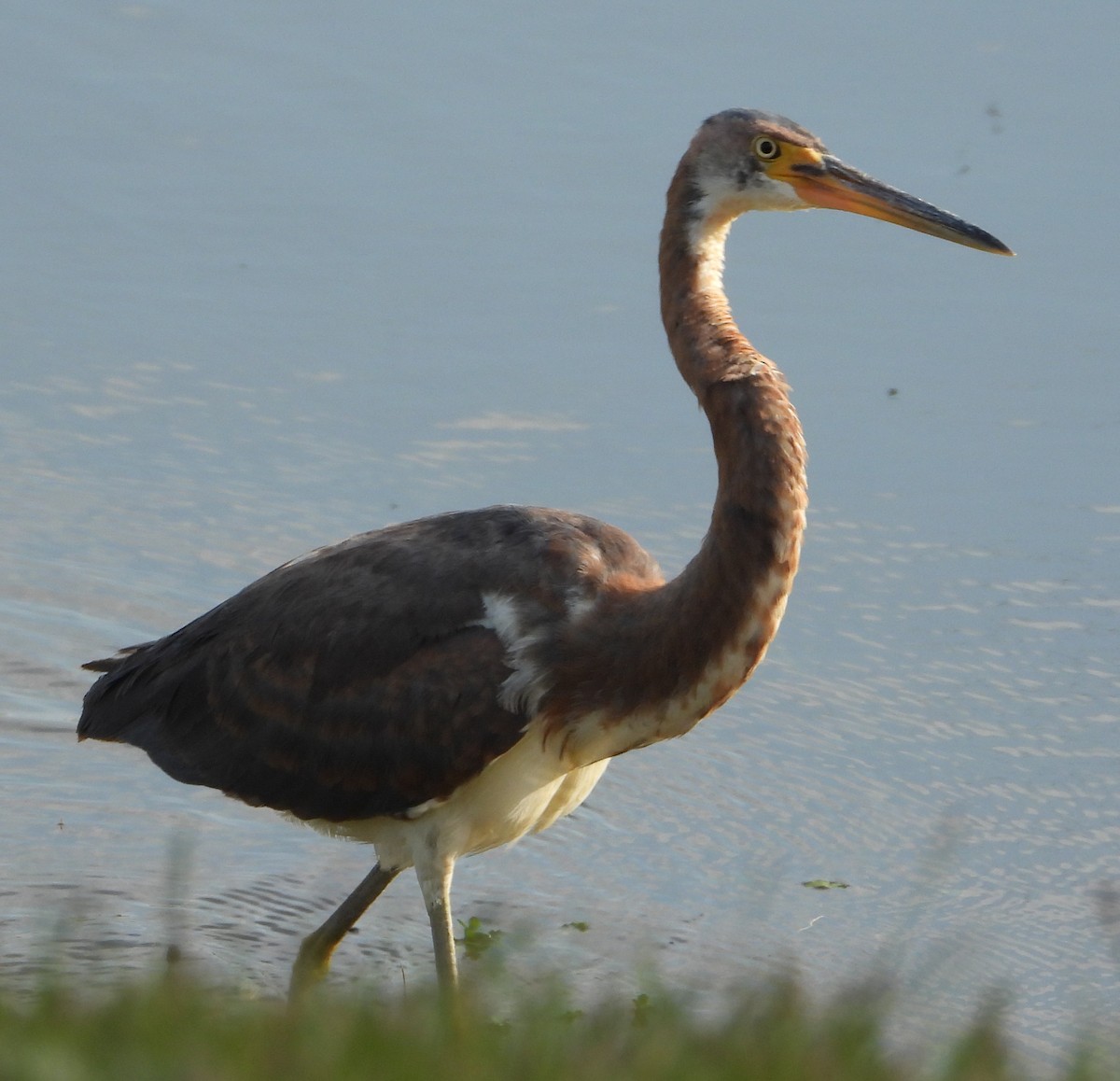 Tricolored Heron - ML646378058