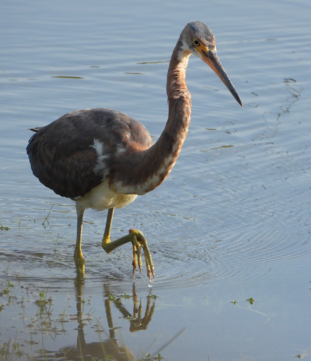 Tricolored Heron - ML646378059