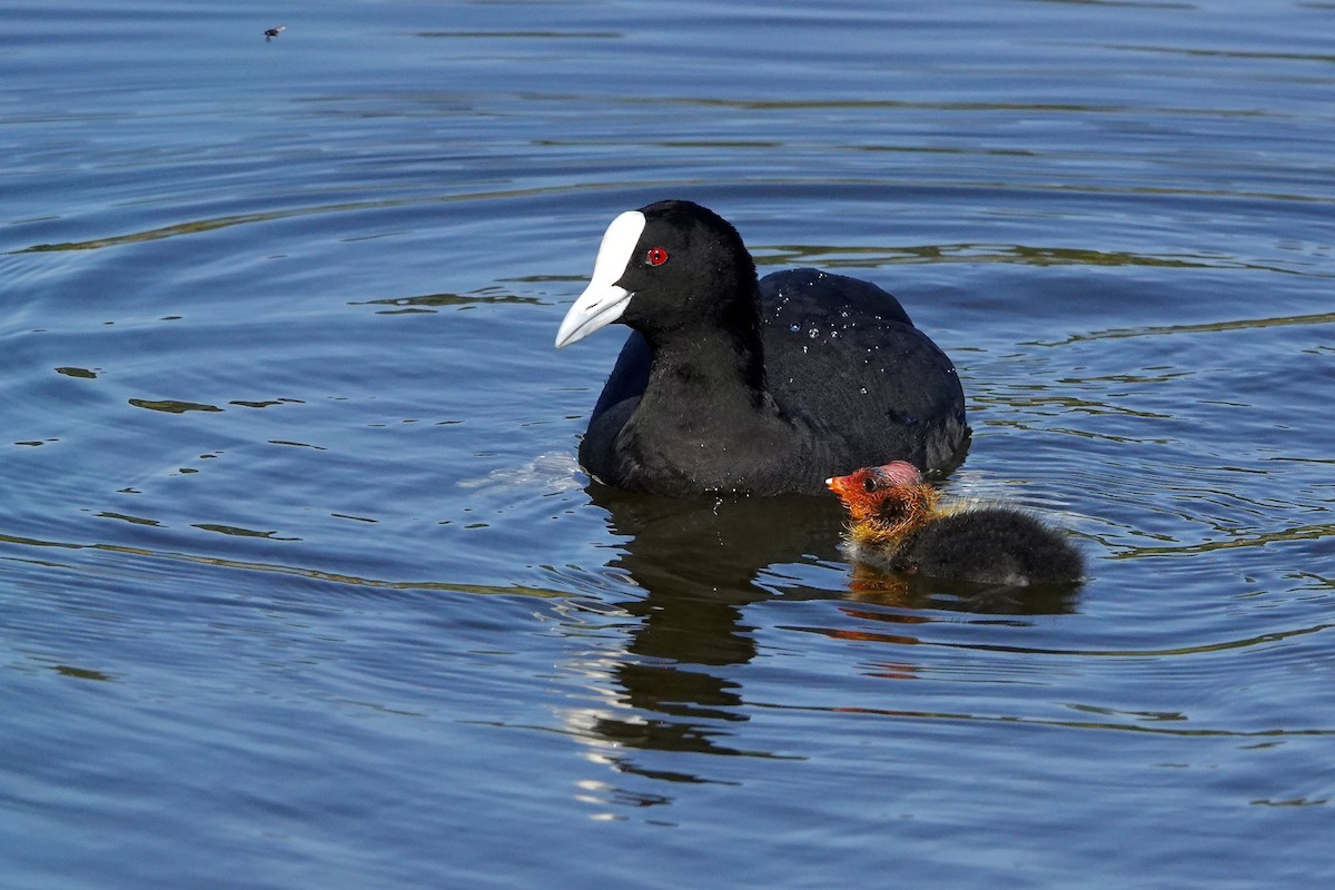 オオバン - ML646378060