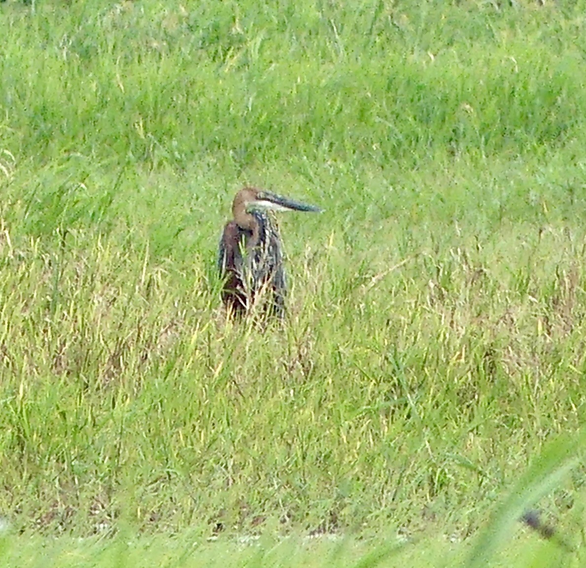 Héron goliath - ML646378061