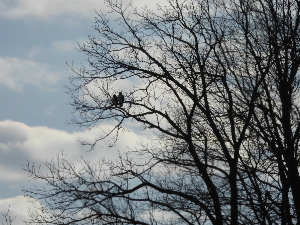 Red-tailed Hawk - ML646378062