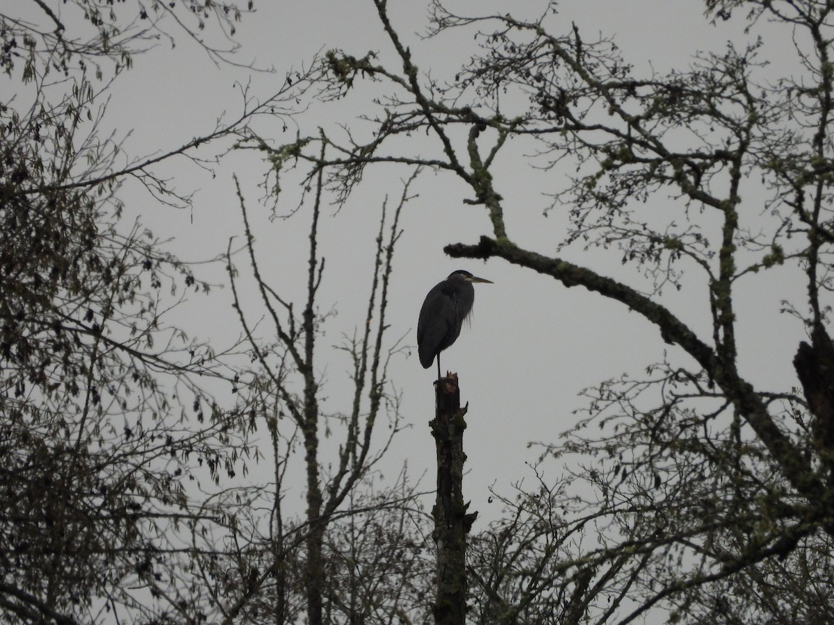 Great Blue Heron - ML646378064
