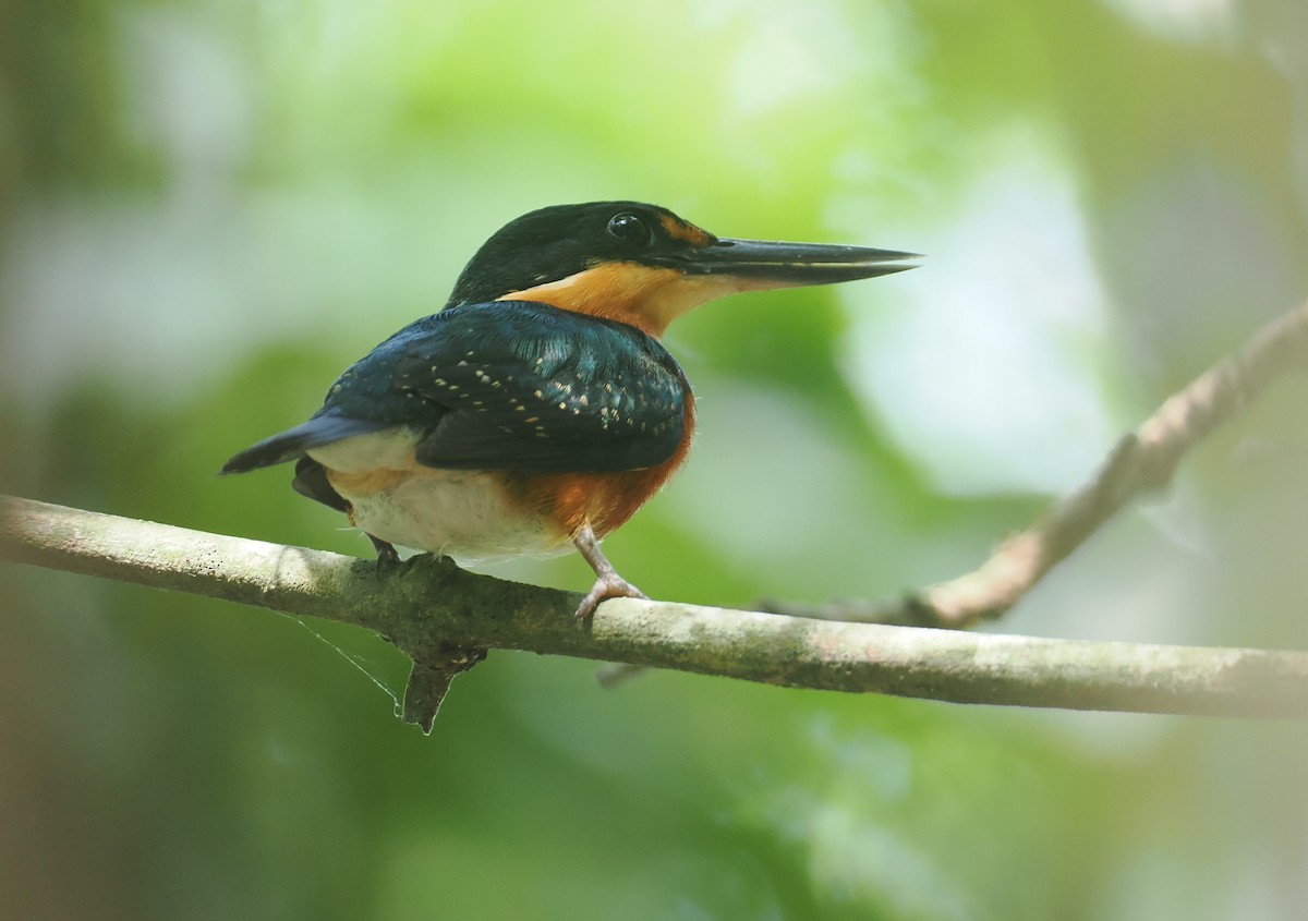 American Pygmy Kingfisher - ML646378065