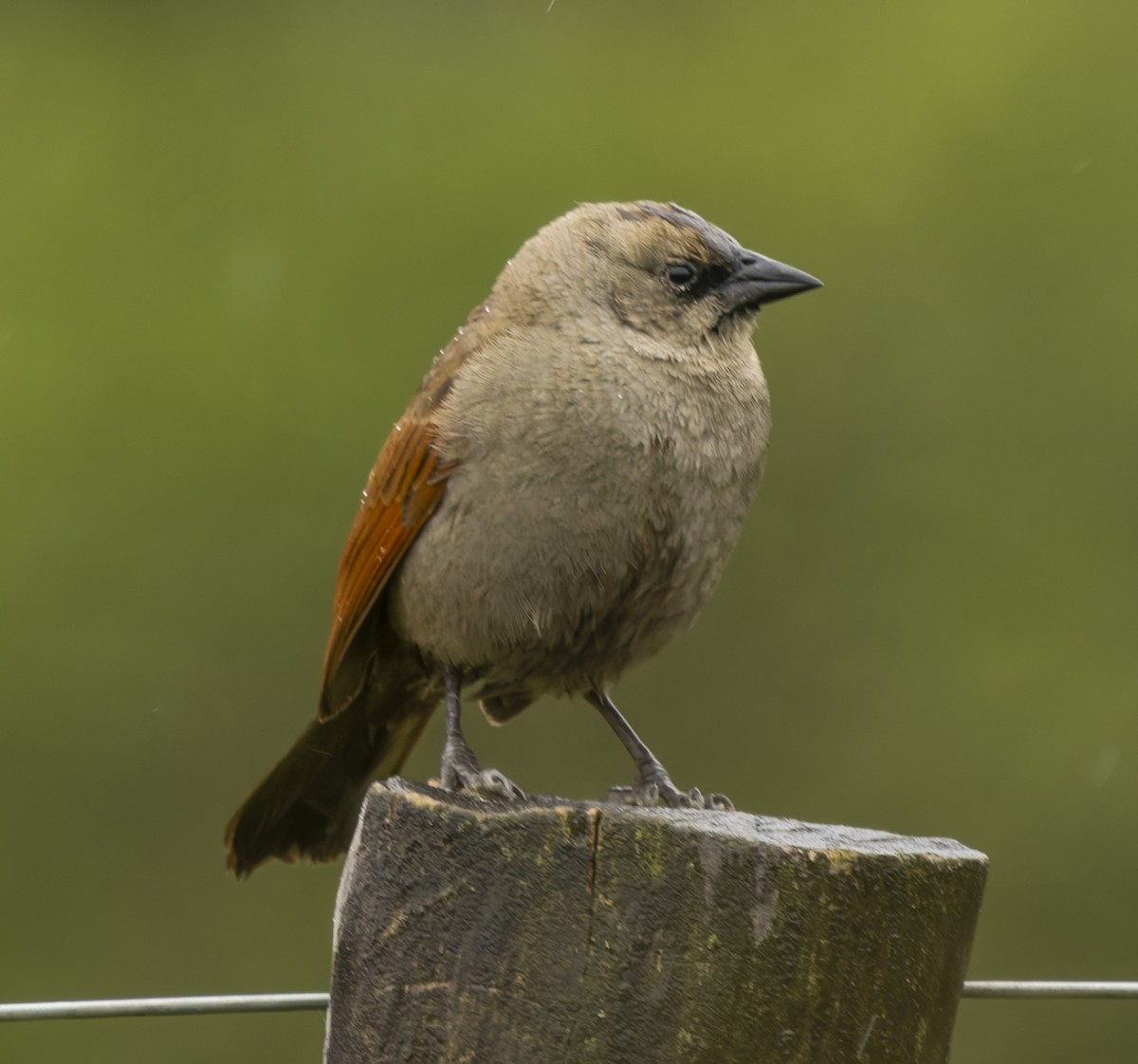 Grayish Baywing - ML646378066