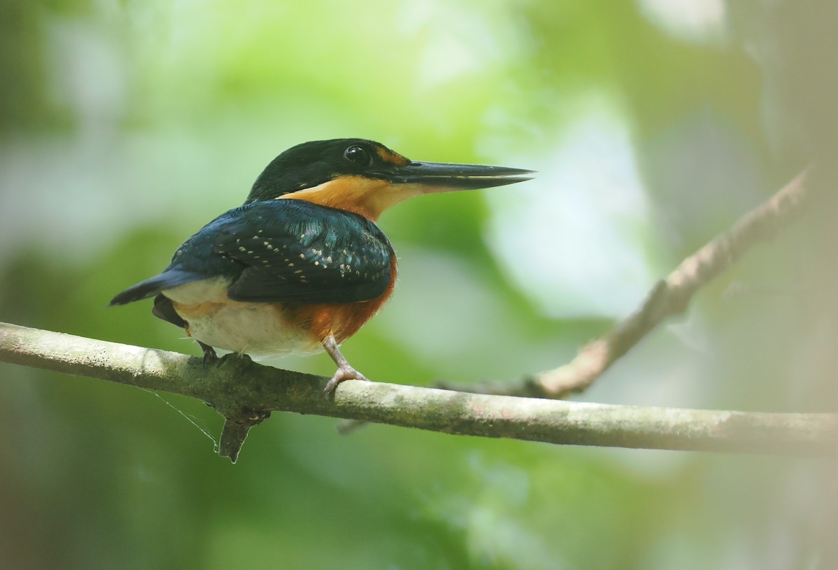 American Pygmy Kingfisher - ML646378067