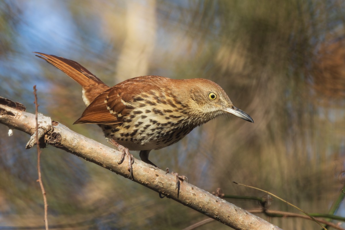 drozdec hnědý - ML646378069