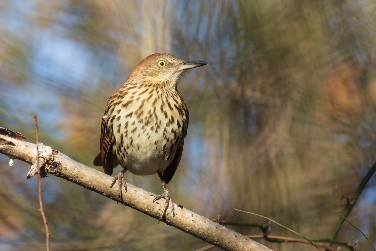 drozdec hnědý - ML646378070