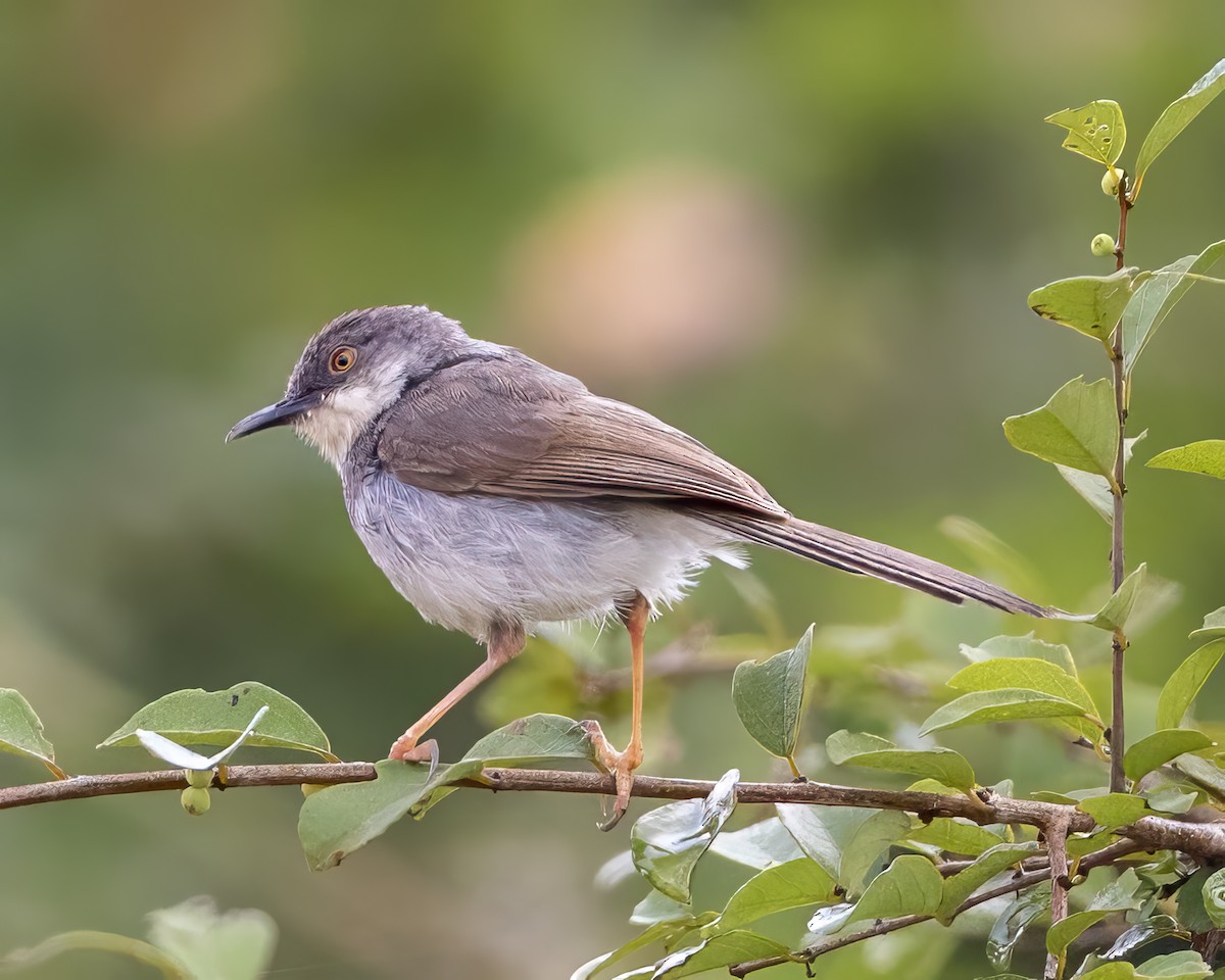Gray-breasted Prinia - ML646378071