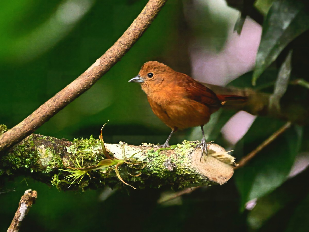 White-lined Tanager - ML646378073