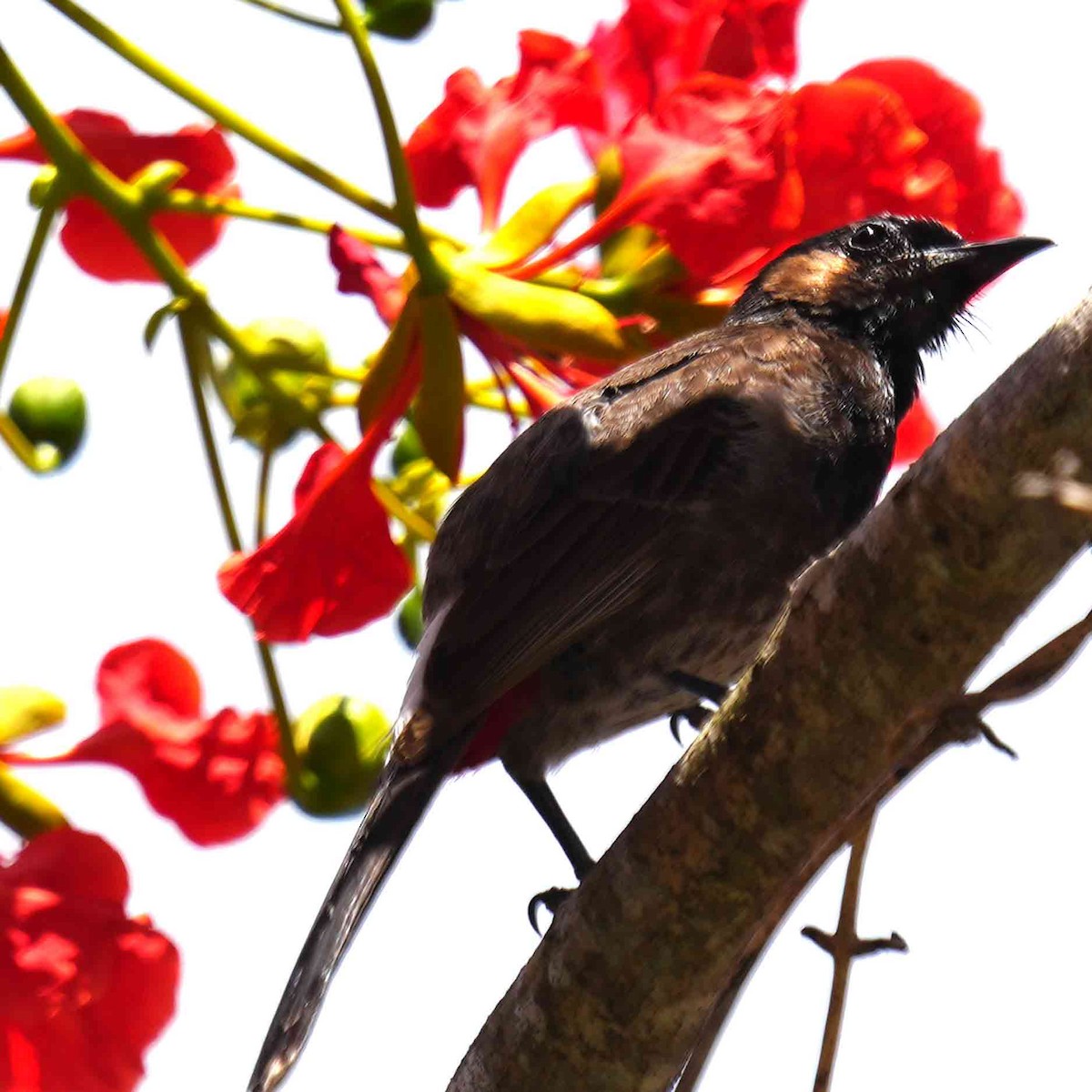 Red-vented Bulbul - ML646378075