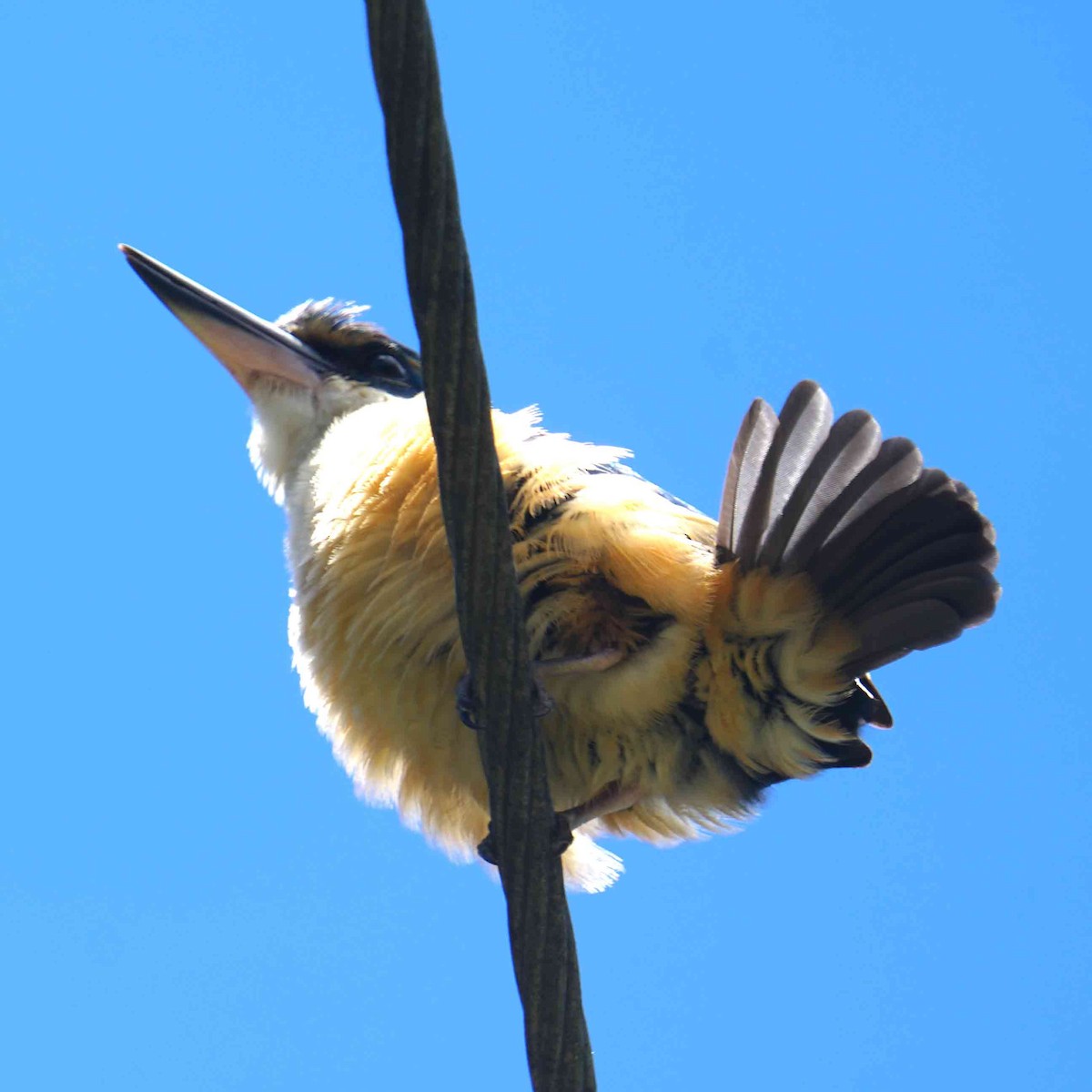 Pacific Kingfisher - ML646378077