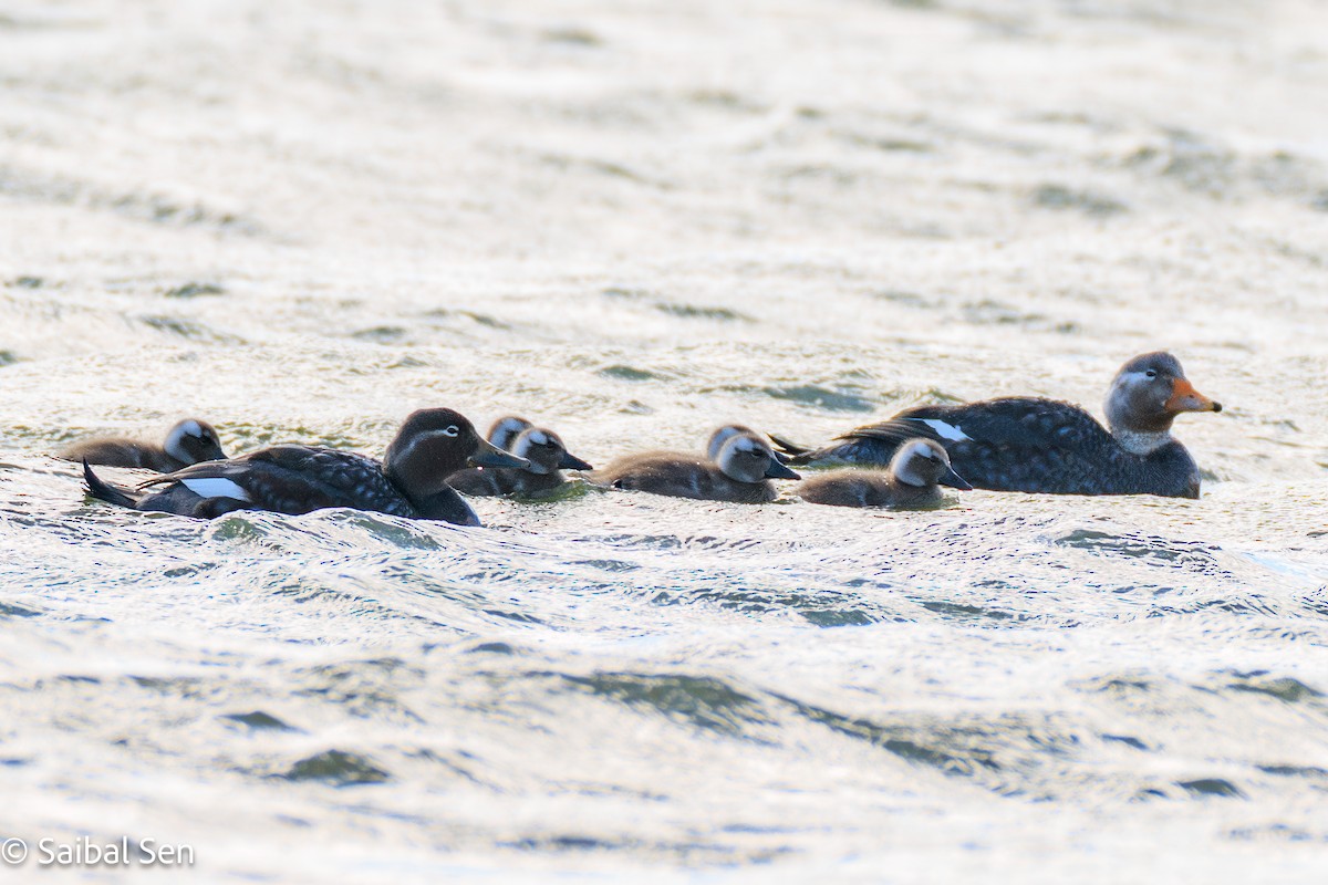 Flying Steamer-Duck - ML646378079