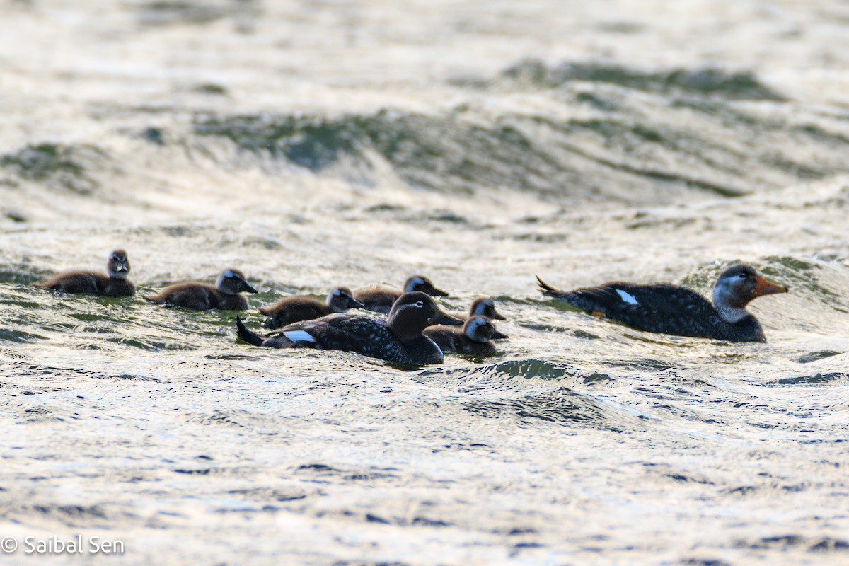 Flying Steamer-Duck - ML646378080