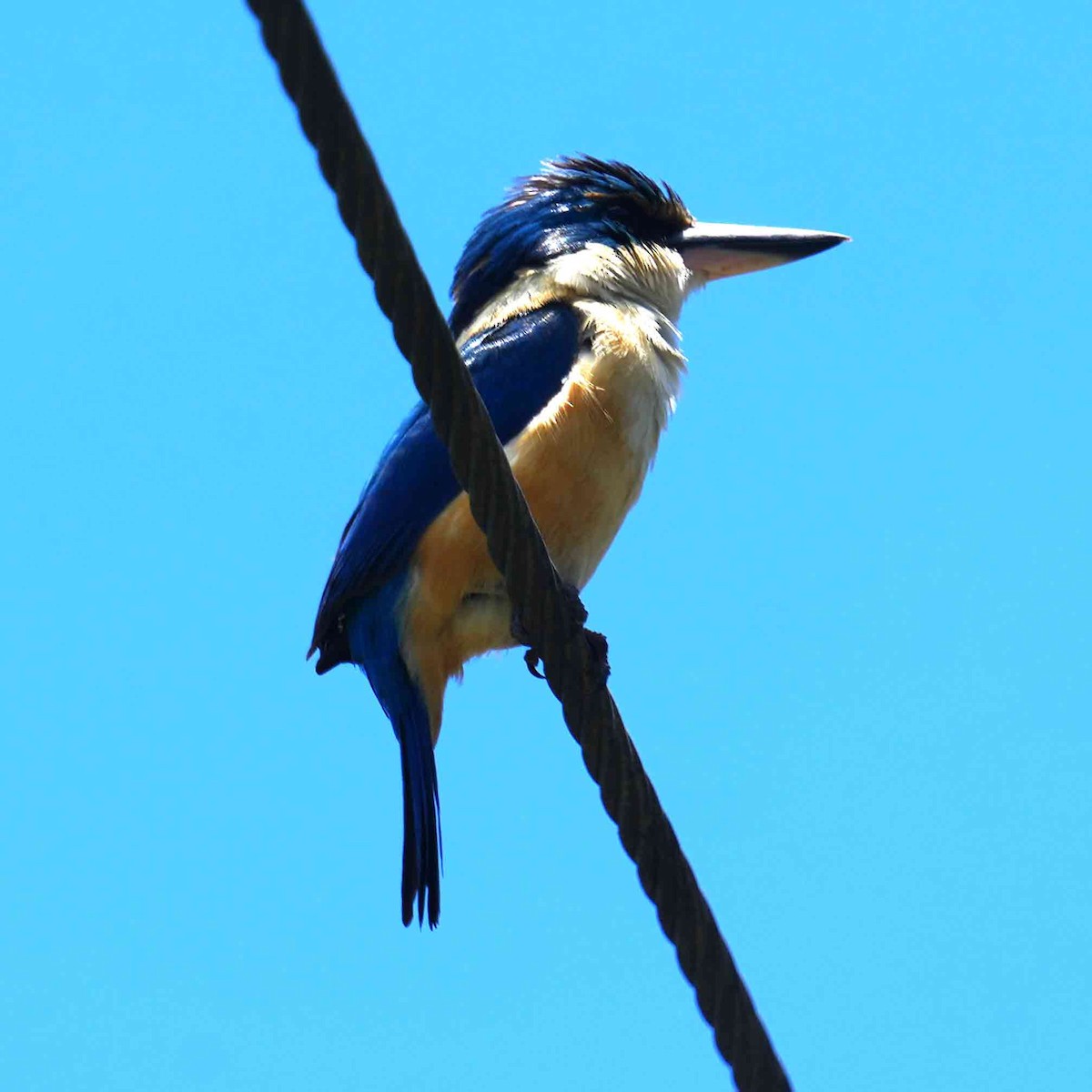 Pacific Kingfisher - ML646378081