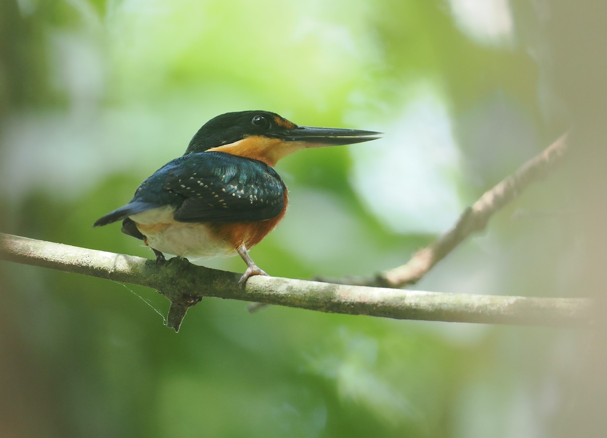 American Pygmy Kingfisher - ML646378082