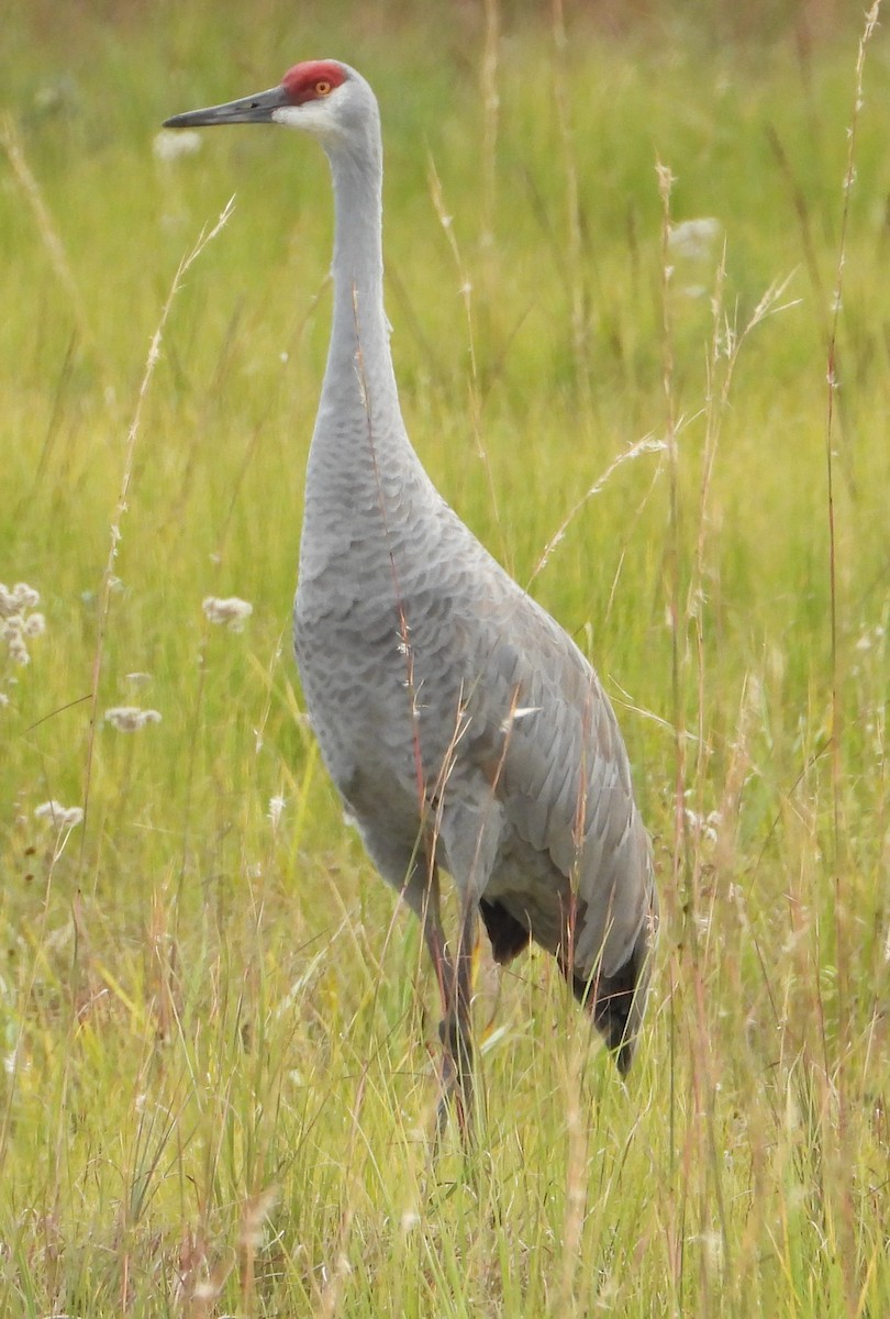 Sandhill Crane - ML646378083