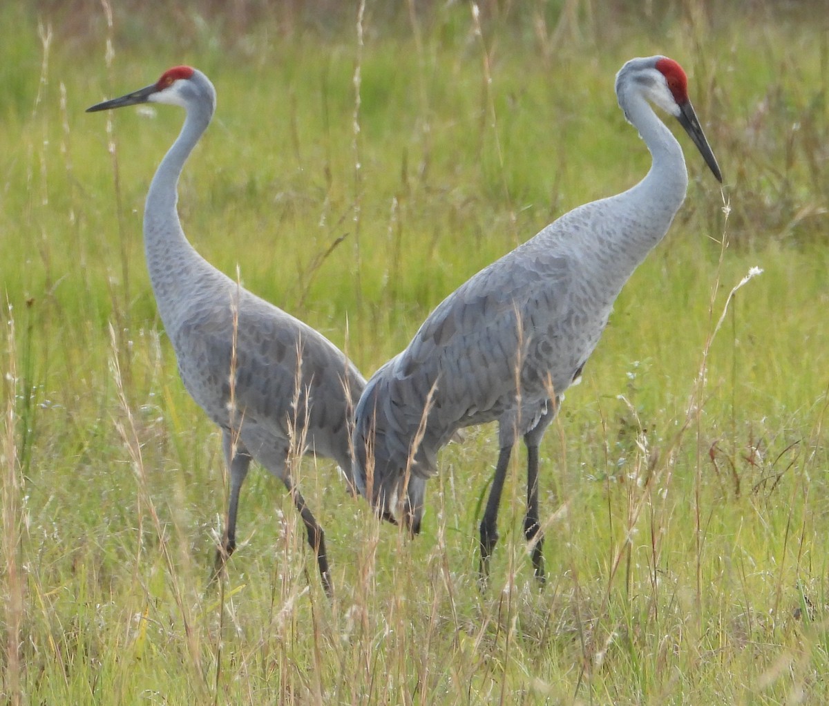 Sandhill Crane - ML646378084