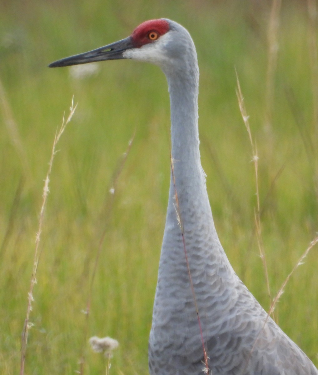 Sandhill Crane - ML646378085