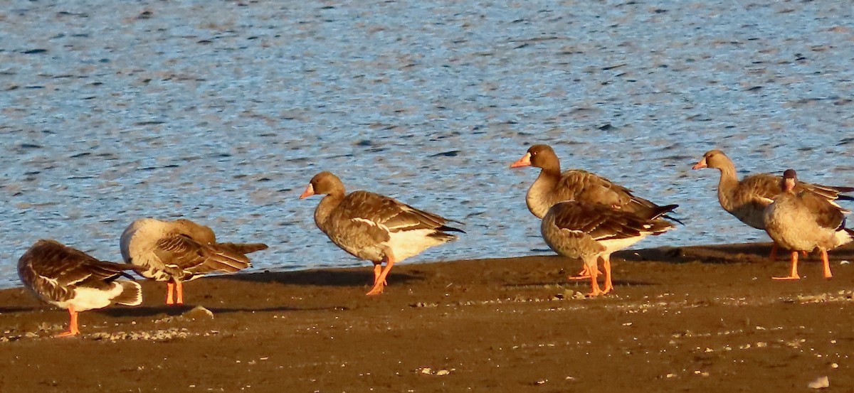 Greater White-fronted Goose (Tule) - ML646378087